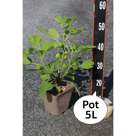 Figuier 'Precoce de dalmatie'