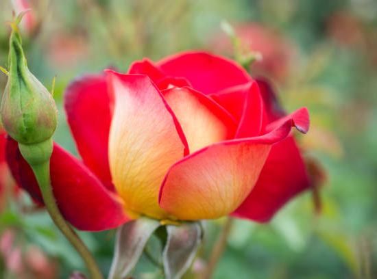 Rosier 'Ketchup mustard '