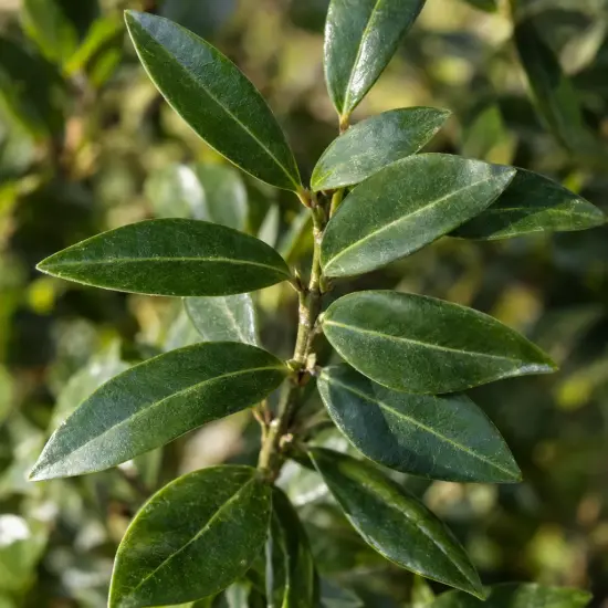 Troene commun 'Magical black pearl' (Ligustrum vulgare) — rameau avec feuillage dense et luisant