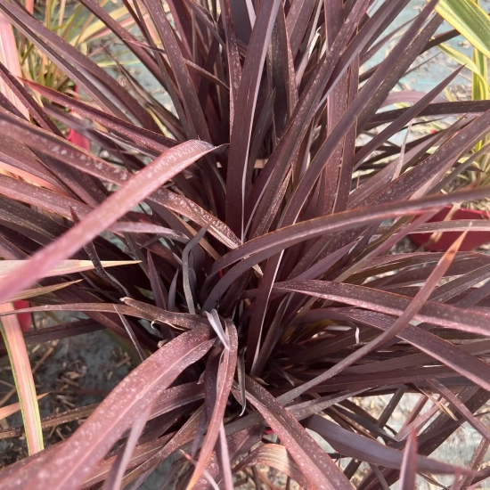 Lin de nouvelle-zélande 'Amazing red'