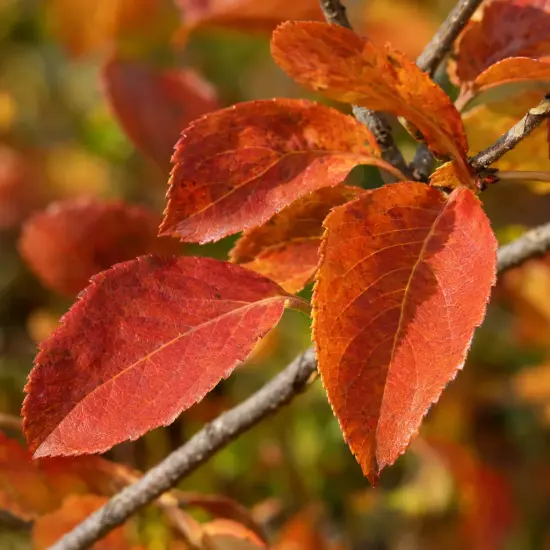 Viorne (Viburnum carcephalum) — feuilles rouge orangé sur rameau en gros plan