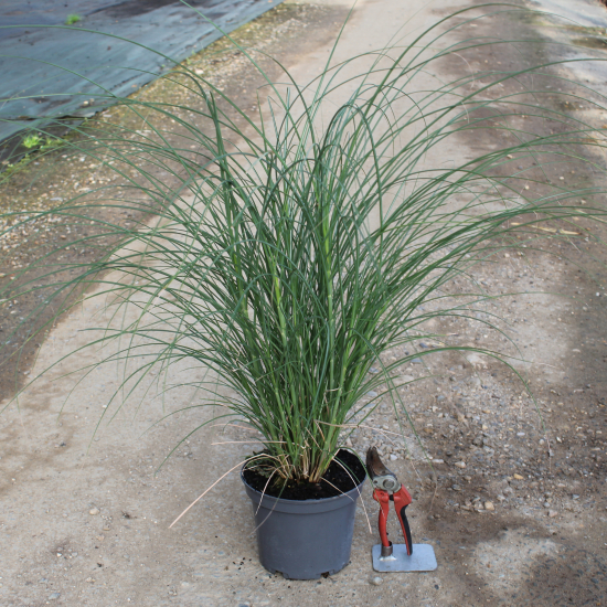 Miscanthus 'Gracillimus'