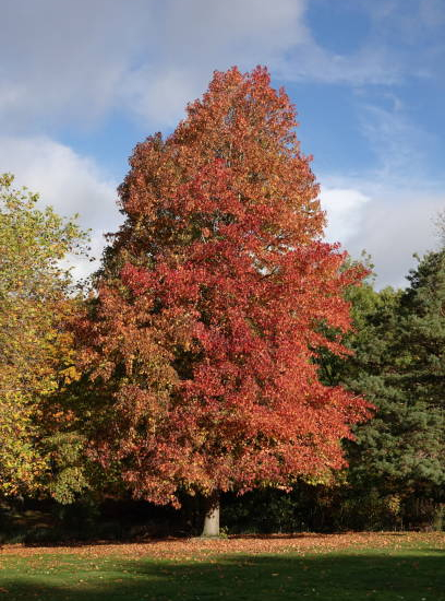 Copalme d'amérique 'Rotundiloba'