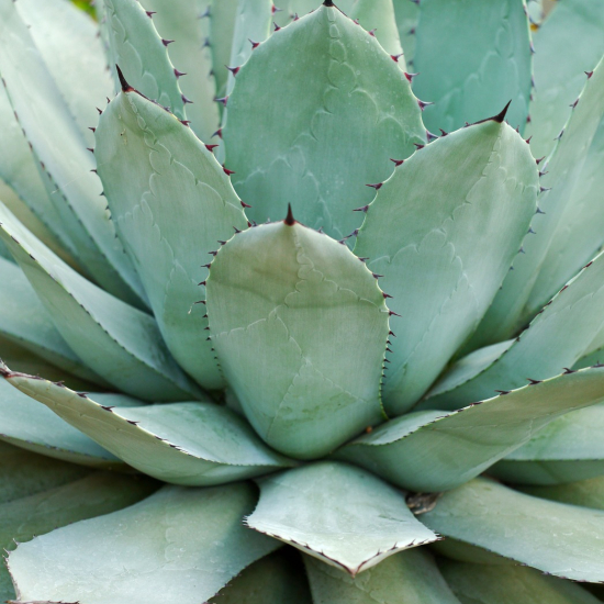 Agave Américaine