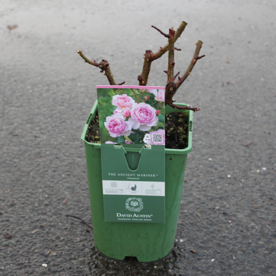 Rosier 'The ancient mariner '