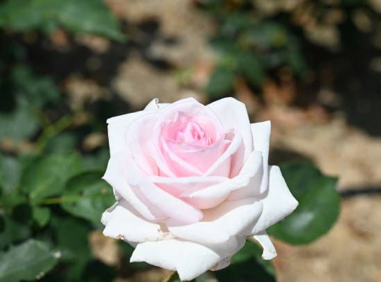 Rosier 'La belle ferroniere'