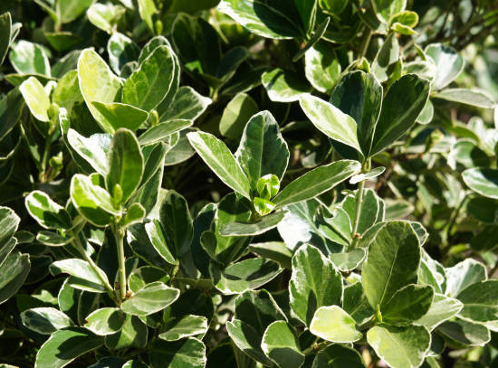 Pittosporum 'Mont ventoux'