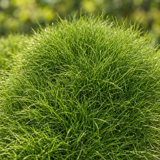 Gazon des mascareignes (Zoysia tenuifolia) — touffe dense de fines feuilles vertes · Photo d'illustration