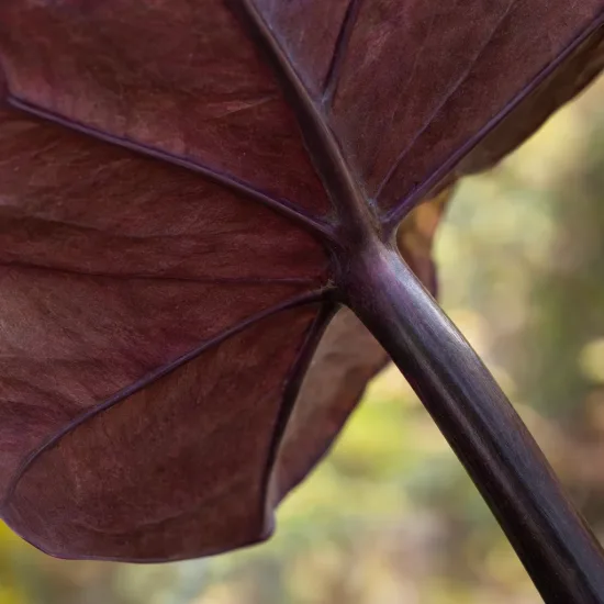 Oreille d'éléphant géante noir au coeur violet 'Painted black gecko' (Colocasia esculenta) — gros plan sur grand limbe pourpre nervuré · Photo d'illustration