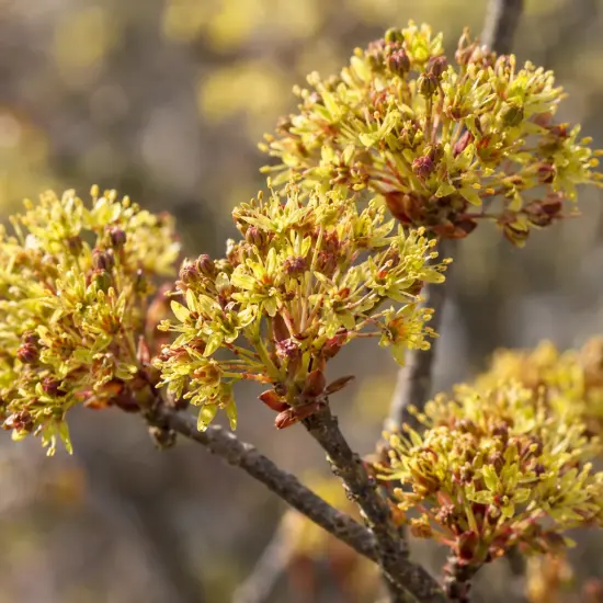 Érable plane 'Crimson king' (Acer platanoides) — grappes de petites fleurs jaunâtres sur branche