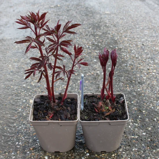 Pivoine 'Kansas rouge' — Pot 25L