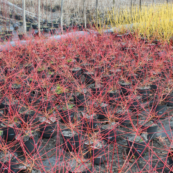 Cornouiller sanguin 'Midwinter fire'