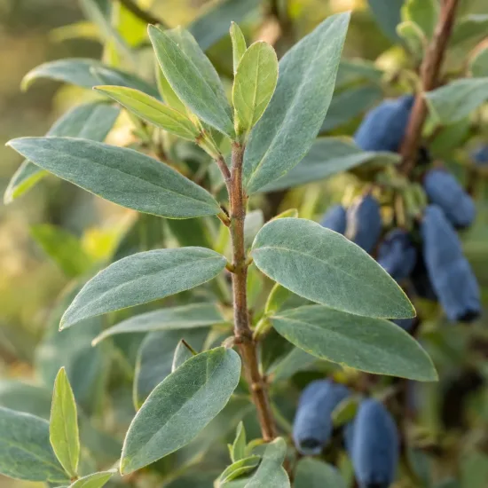 Baie de mai 'Wojtek' (Lonicera kamtschatica) — rameau feuillu avec grappes de baies allongées bleues · Photo d'illustration