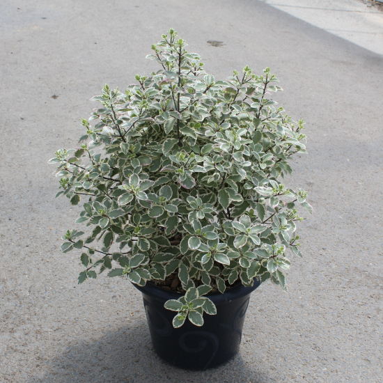 Pittospore 'Elisabeth'