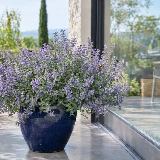 Menthe aux chats 'Walker's low' (Nepeta × faassenii) — grand pot bleu rempli de fleurs mauves · Photo d'illustration