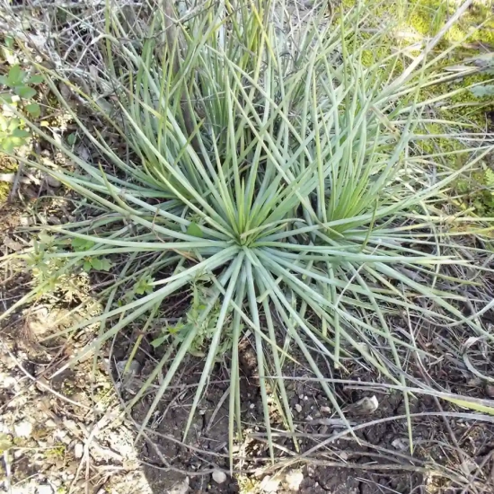 Agave à feuilles fines 'Blue'