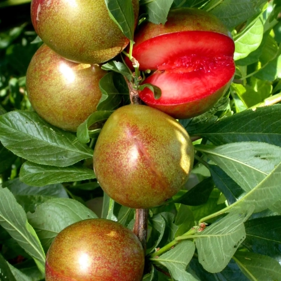 Pluot 'Flavor supreme'