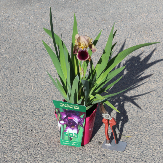 Iris d'allemagne 'Stepping out bleu et blanc'