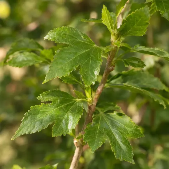 Hibiscus 'Eleonore' (Hibiscus syriacus) — gros plan sur feuillage vert dentelé
