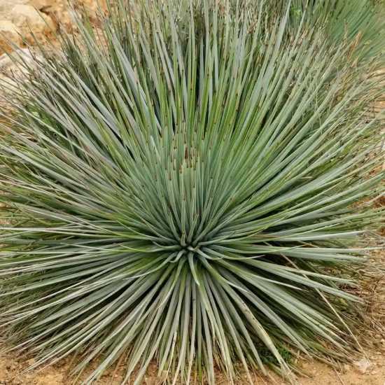 Agave à feuilles striées