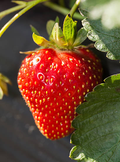 Fraisier 'Gorella'