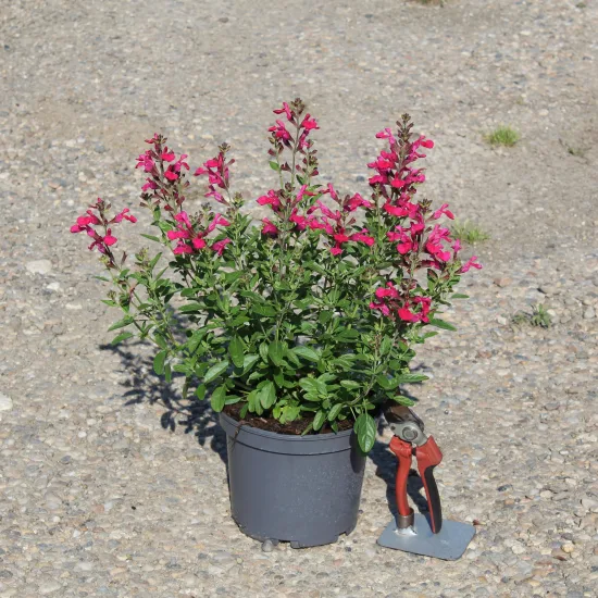 Sauge gregii 'Mirage hot pink rose vif' (Salvia gregii) — plante fleurie rose en pot avec sécateur posé · Pot 3L