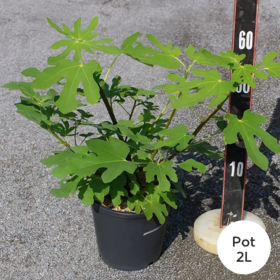 Figuier 'Precoce de dalmatie'