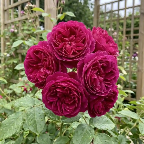 Rosier 'Young lycidas '