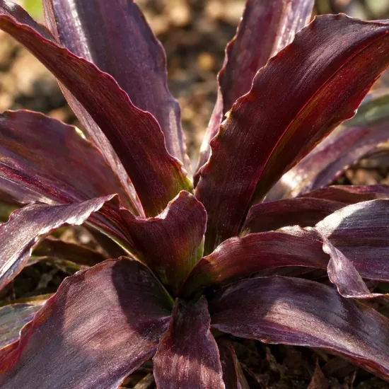 Plante ananas 'Purple' (Eucomis comosa) — feuillage pourpre en rosette sur terre nue · Photo d'illustration