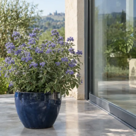 Barbe-bleue 'Kew blue' (Caryopteris clandonensis) — arbuste fleuri en pot bleu sur terrasse · Photo d'illustration