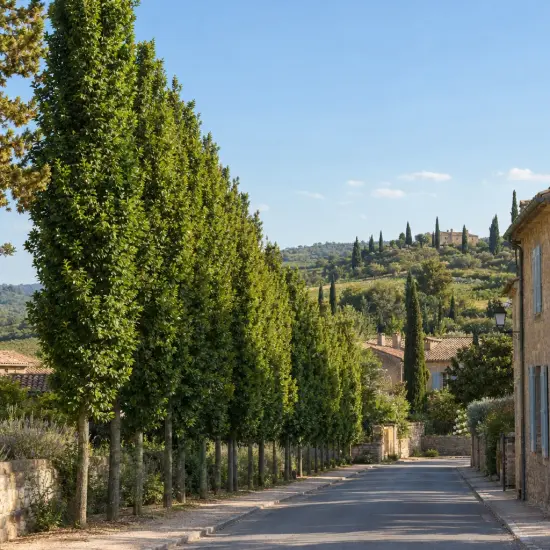 Charme commun 'Lucas' (Carpinus betulus) — alignement d’arbres élancés le long d’une rue