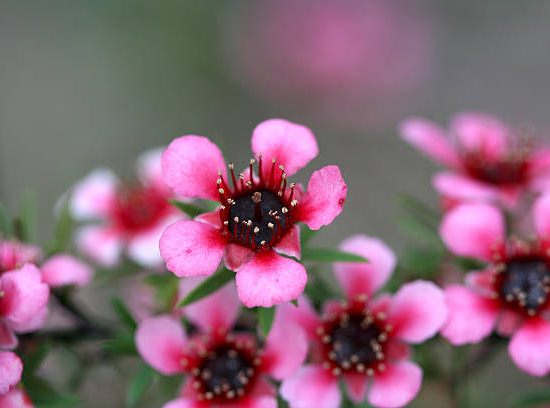 Arbre à thé 'Martini'