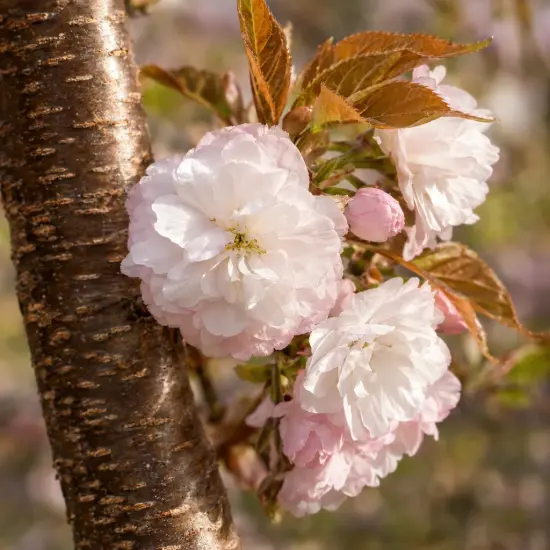 Cerisier du japon 'Shirofugen' (Prunus serrulata) — gros plan de grappes de fleurs doubles