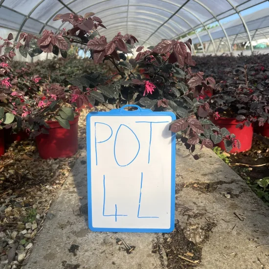 Loropétale de chine 'Pipa s red' — Pot 4L