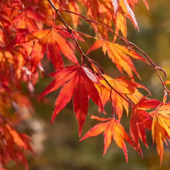 Érable du japon 'Cascade ruby' (Acer palmatum) — ramure fine avec feuilles palmées rouge orangé