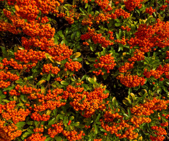 Sorbier des oiseleurs