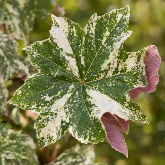 Érable sycomore 'Foliis atropurpureis argenteo' (Acer pseudoplatanus) — gros plan sur feuille panachée et pourpre