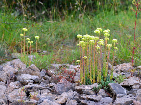 Orpin/sedum de Nice