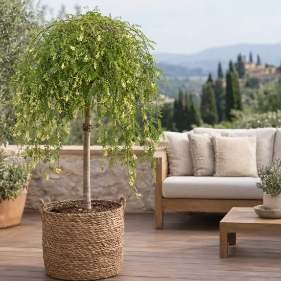 Caraganier de sibérie 'Pendula' (Caragana arborescens) — arbre pleureur en pot sur terrasse aménagée
