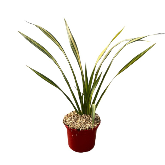 Phormium 'Jester'