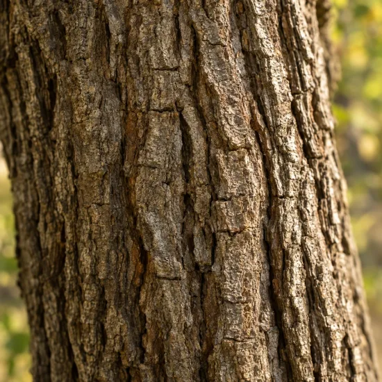 Noyer du caucase (Pterocarya fraxinifolia) — gros plan sur écorce d’arbre fissurée · Photo d'illustration