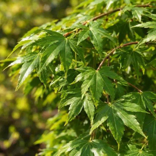 Érable du japon 'Cascade emerald' (Acer palmatum) — feuillage vert découpé en léger retombant