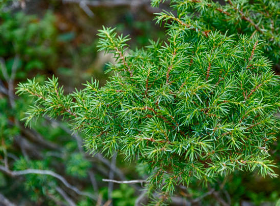 Genévrier commun 'Repanda'