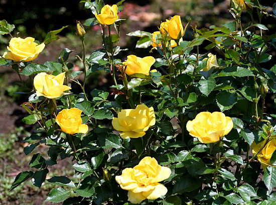 Rosier 'Parure d'or '