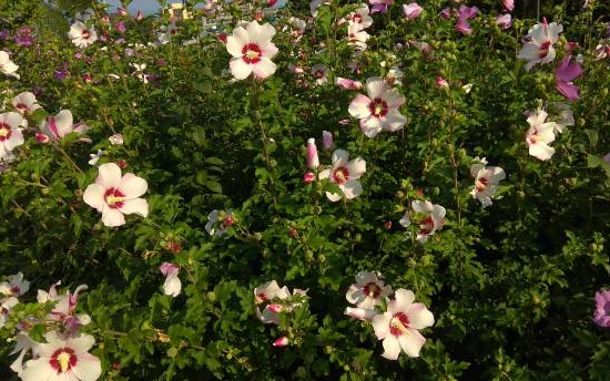 Althéa 'Pinky spot'