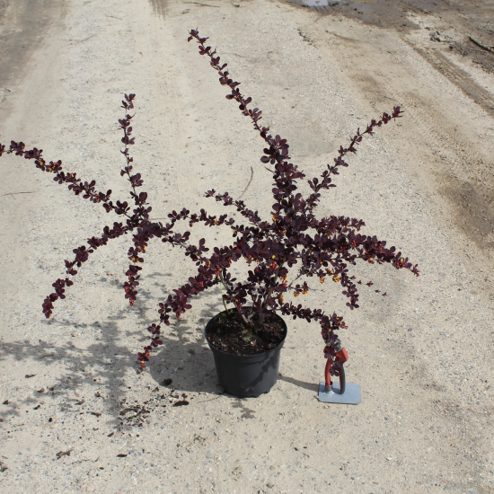 Épine-vinette 'Auricoma'