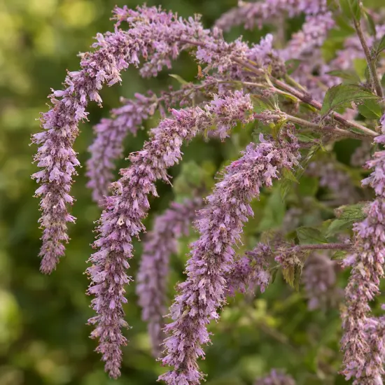 Menthe en arbre (Rostrinucula dependens) — longs épis retombants de petites fleurs mauves