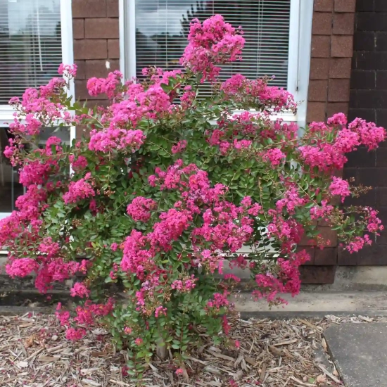 Lilas des indes 'Houston'