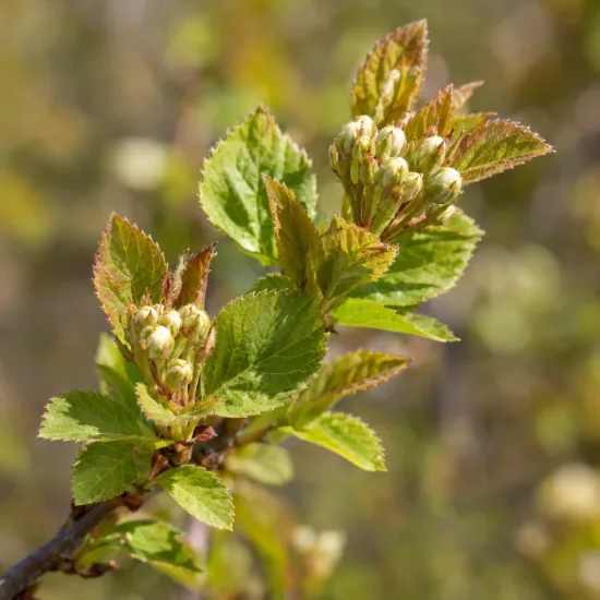 Amélanchier à feuille d'aulne 'Sleyt' (Amelanchier alnifolia) — Photo d'illustration, photo 4