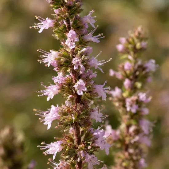 Menthe rouge 'Var raripila var. raripila' (Mentha rubra) — épis floraux dressés aux petites fleurs roses · Photo d'illustration
